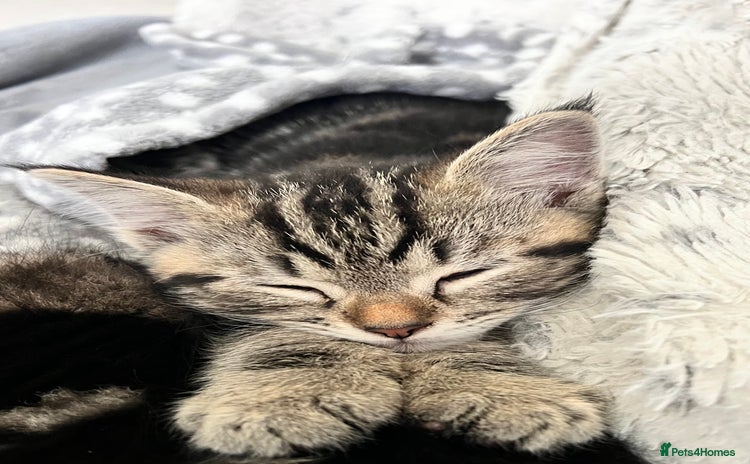 Mixed Breed cats - Advert 7