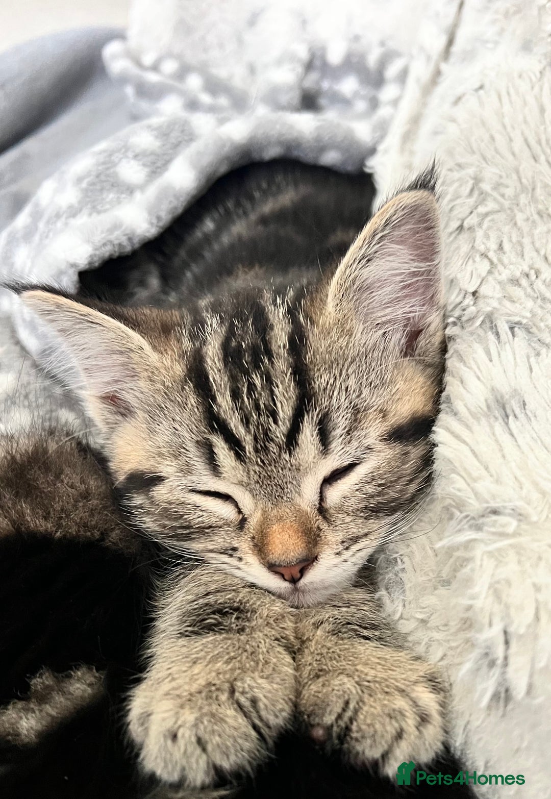 Mixed Breed cats for sale: Beautiful Kittens for sale - Image 1