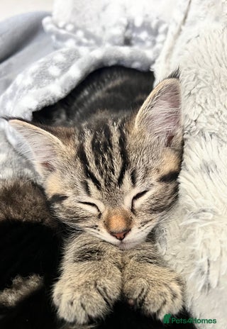 Mixed Breed cats - Advert 7