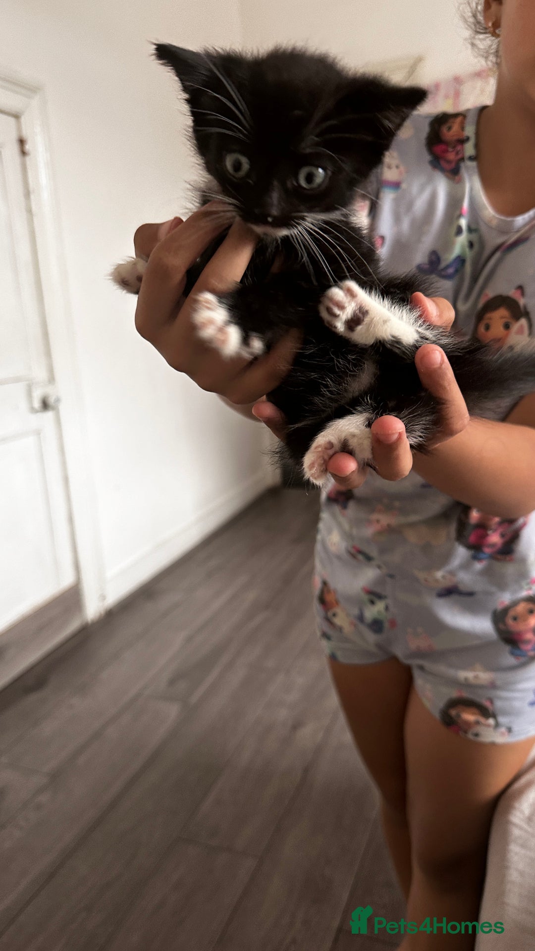 European cats for sale: kittens - Image 2