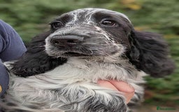 Cocker Spaniel dogs for sale: Beautiful Light Blue Show Pups Available! - Image 5