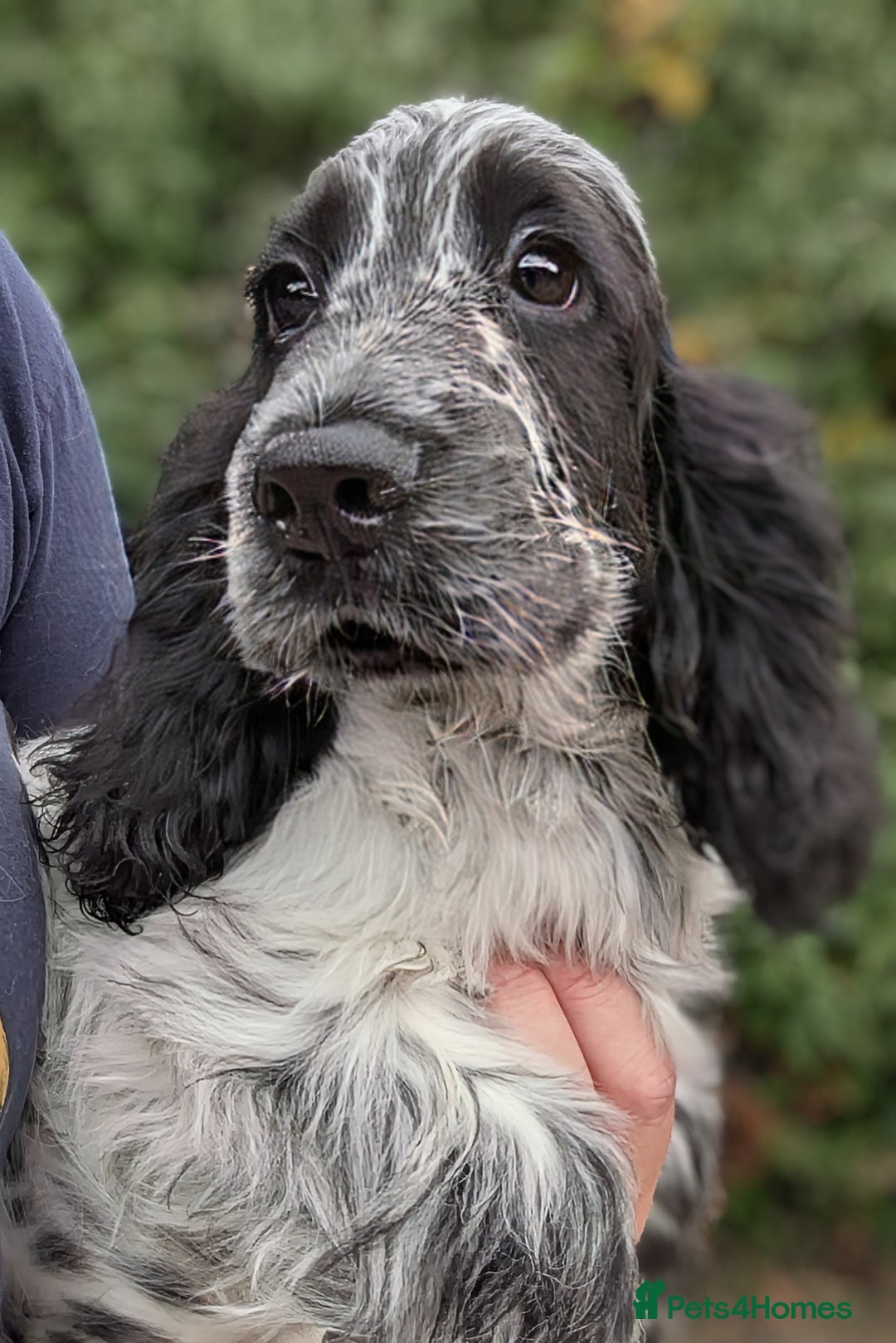 Cocker Spaniel dogs for sale: Beautiful Light Blue Show Pups Available! - Image 5