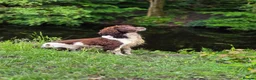 English Springer Spaniel dogs for stud: ENGLISH SPRINGER STUD - DNA HEALTH TESTED  - Advert 3