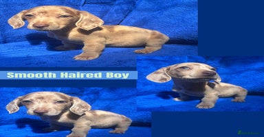 Miniature Dachshund dogs - Advert 7