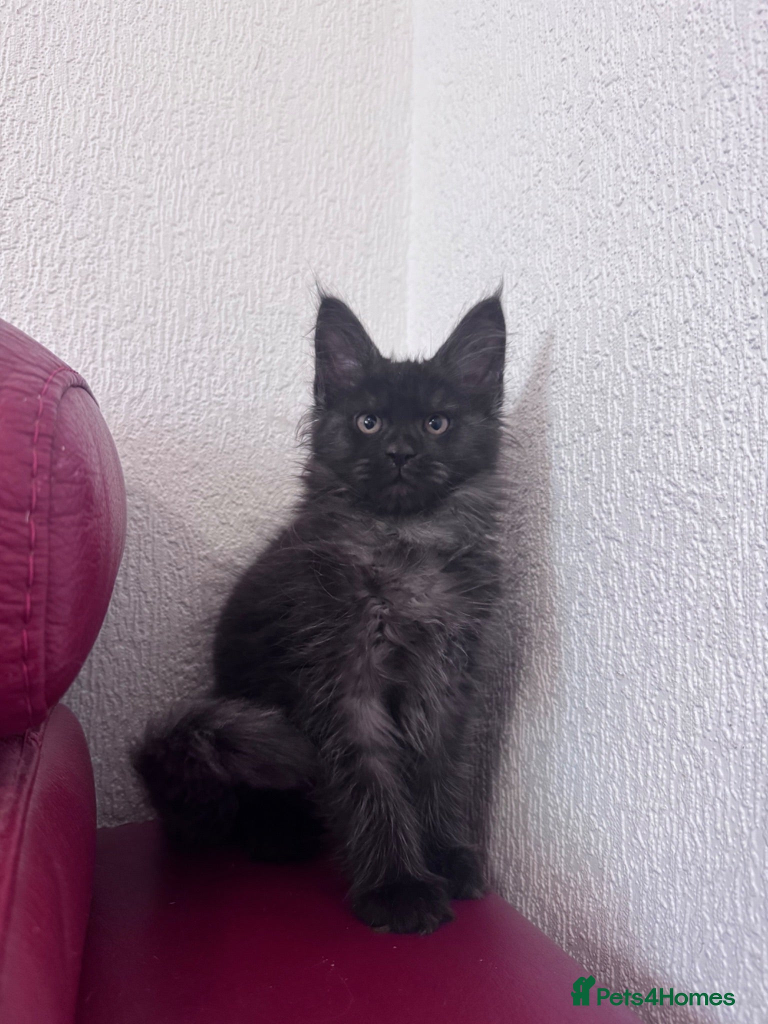 Maine Coon cats Maine Coon active kittens Black smoke female - Advert 2