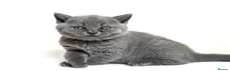British Shorthair cats for sale: Blue Male British Shorthair – Ready to Leave - Advert 10