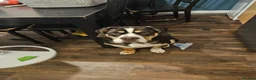 Mixed Breed dogs for sale: 9 month old Olde English bulldogge/cocker spaniel  - Advert 6