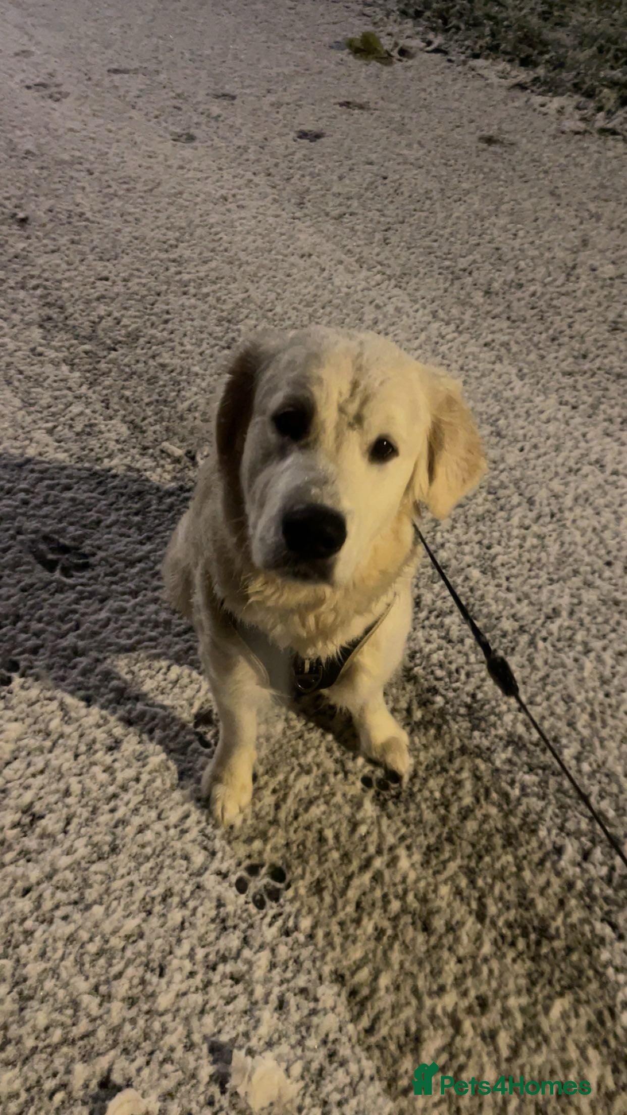Golden Retriever dogs White Golden Retriever- 1 years old - Murphy  - Advert 1