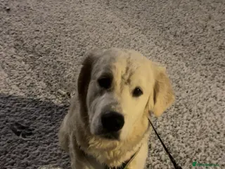 Golden Retriever dogs White Golden Retriever- 1 years old - Murphy - Advert 1