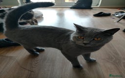 British Shorthair cats for sale: Blue British shorthair kitten male. - Image 3