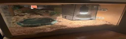 Corn Snake reptiles for sale: Sandy - Corn Snake in Carmarthen - Advert 10