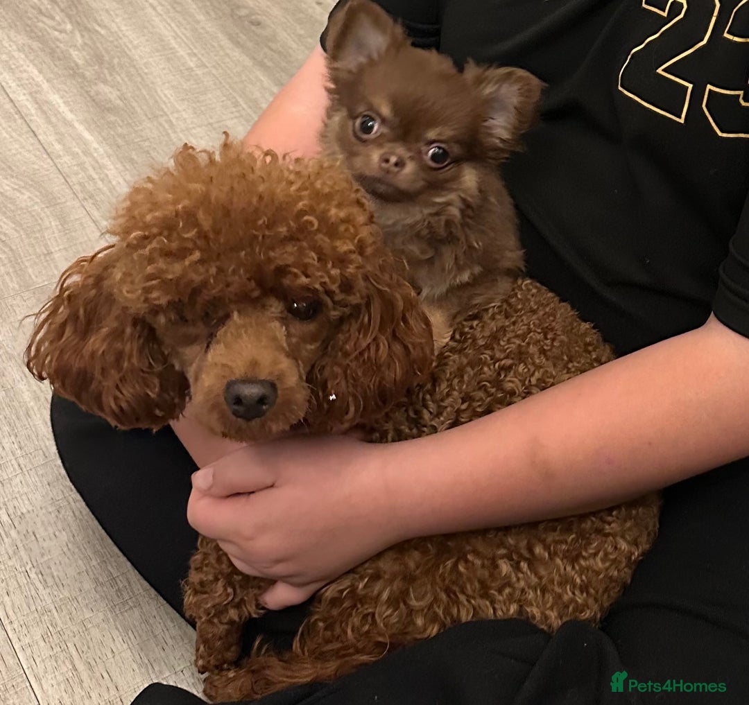 Toy Poodle dogs for sale: 2 TINY BOYS LEFT kc registered deep red toy poodle - Advert 6