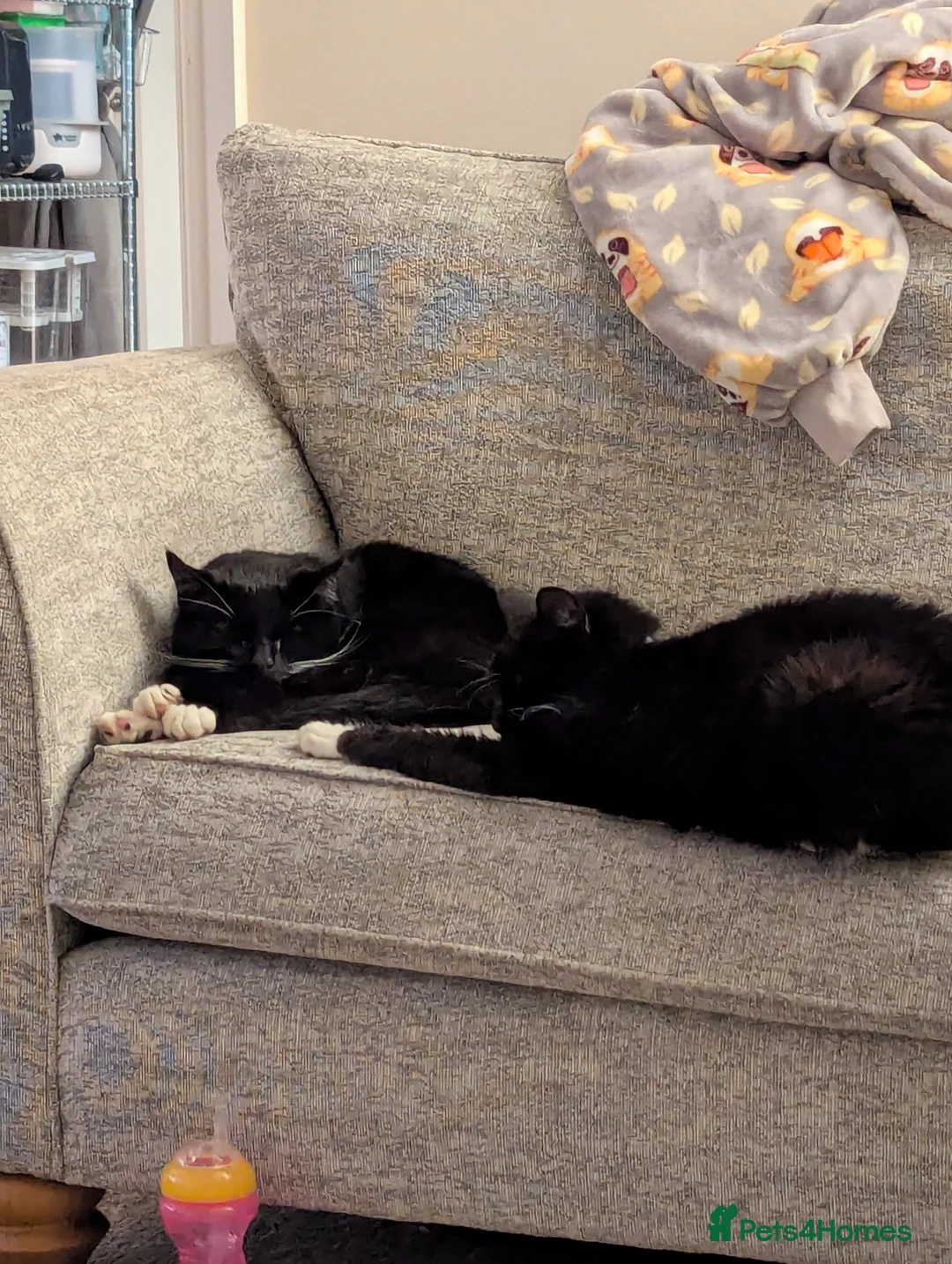 Domestic Shorthair cats for adoption: Buddy and Ozzy seeking their perfect homes - Advert 11