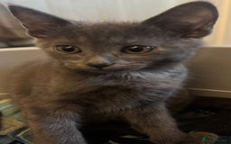 Bengal cats for sale: Beautiful Bengal x British short hair kittens! - Image 6