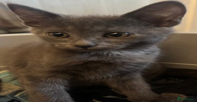 Bengal cats - Advert 1