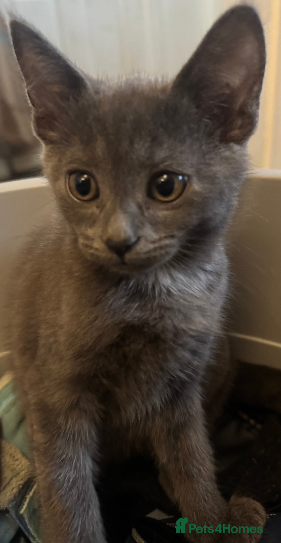 Bengal cats for sale: Beautiful Bengal x British short hair kittens! - Image 6