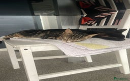 Mixed Breed cats for sale: 2 cats for sale - Image 1
