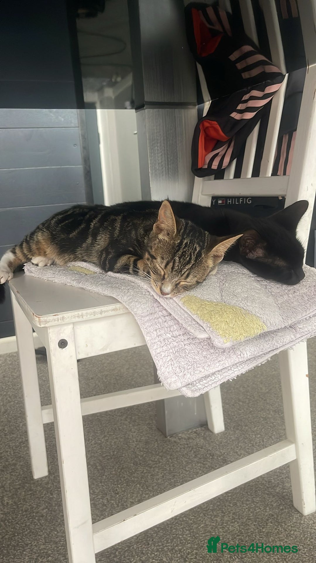 Mixed Breed cats for sale: 2 cats for sale - Image 1