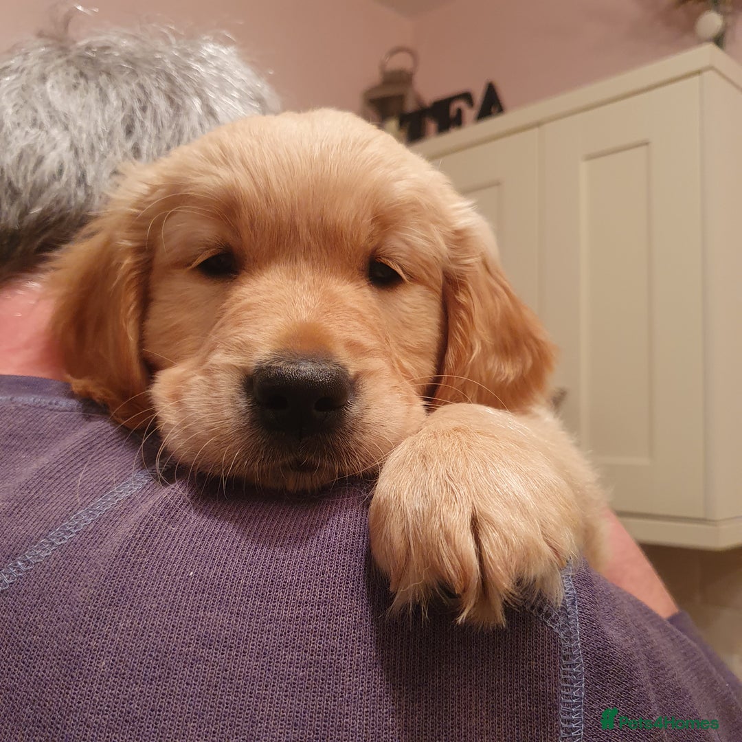 Golden Retriever dogs for sale: Golden Retriever puppies for sale  - Advert 5