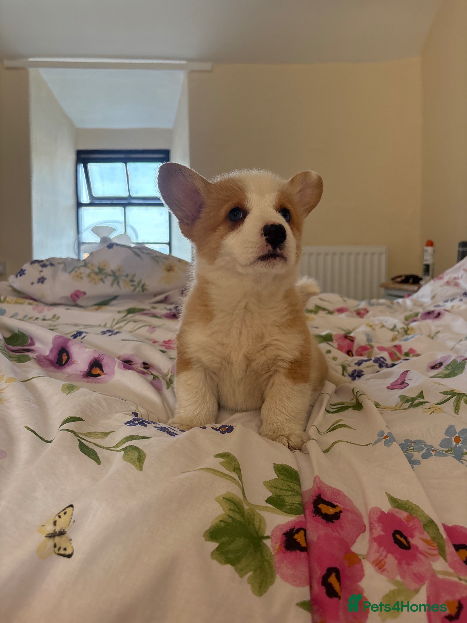 Welsh Corgi Pembroke dogs KC Pembrokeshire Corgi Puppies with Champion Lines - Advert 2
