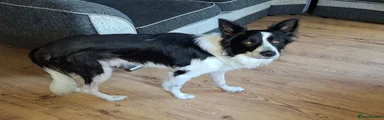 Border Collie 1