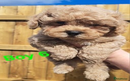 Shihpoo dogs for sale: Shihpoo Shih Tzu x Poodle (Shoodle) Puppies - Image 14