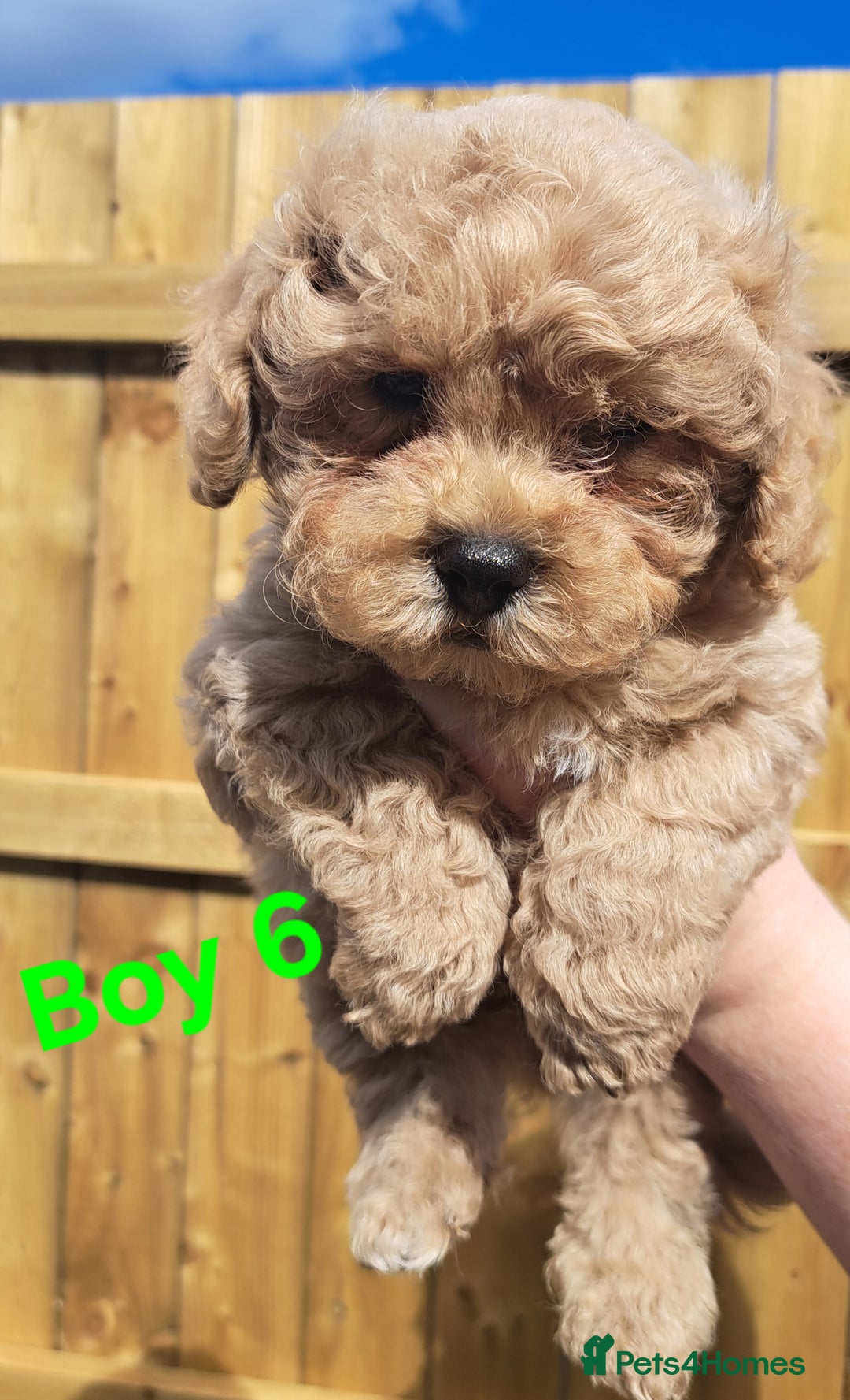 Shihpoo dogs for sale: Shihpoo Shih Tzu x Poodle (Shoodle) Puppies - Image 14