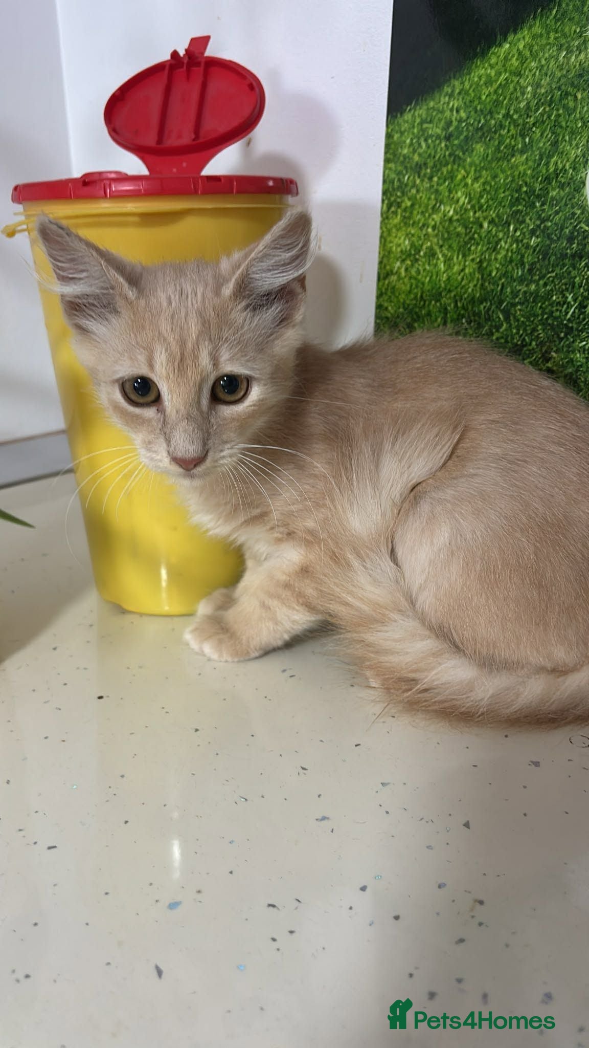 Mixed Breed cats Rusty for adoption - Advert 1