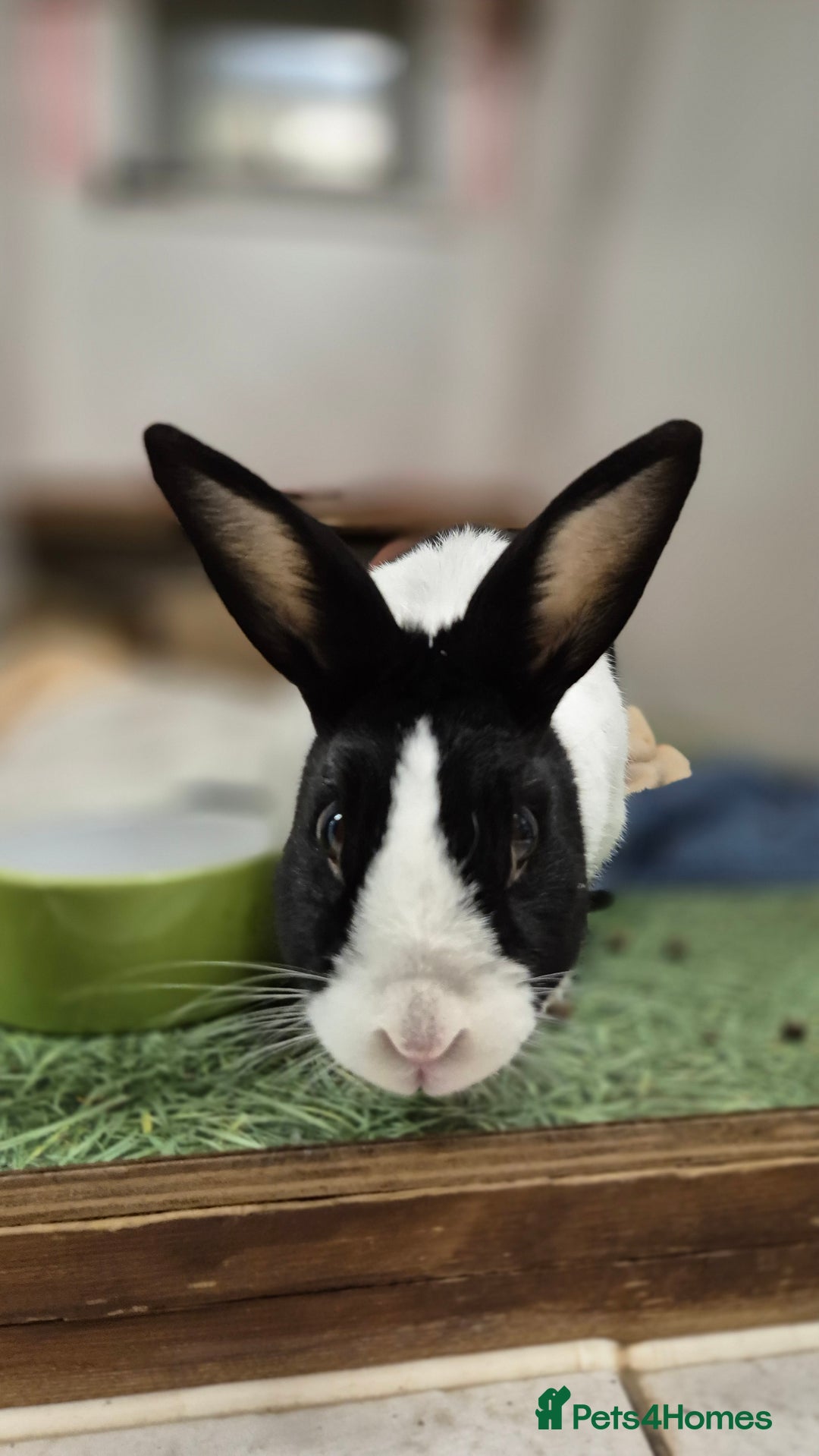 Dutch rabbits for sale: Pickle vaccinated and castrated  - Advert 4