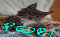 Maine Coon cats for sale: Gorgeous Maine Coon Kittens-Champion Bloodlines - Image 9