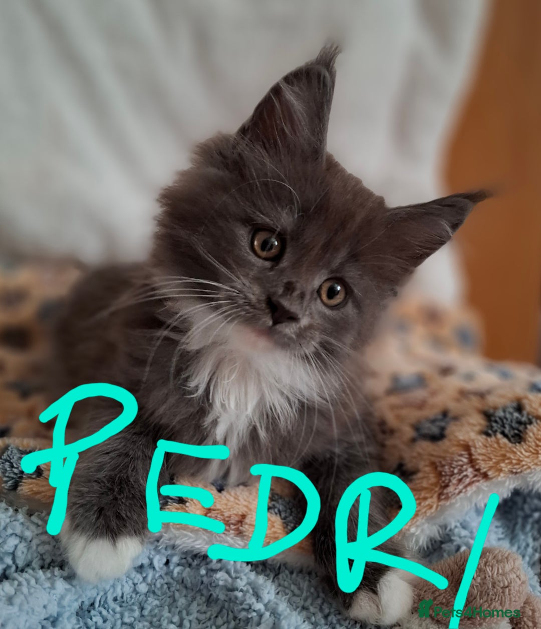 Maine Coon cats for sale: Gorgeous Maine Coon Kittens-Champion Bloodlines - Image 9