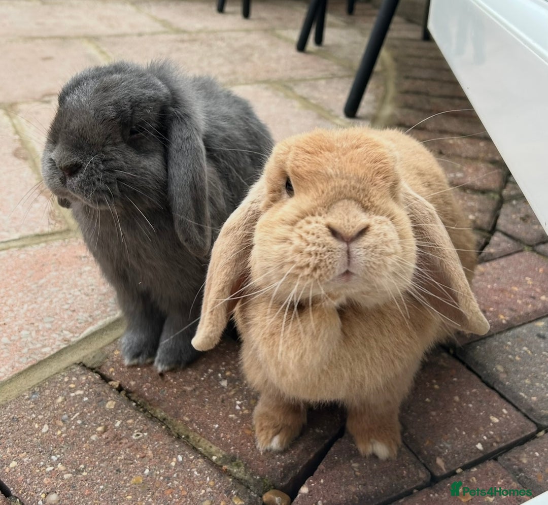 Mini Lop rabbits for sale: Pair of beautiful mini lops - Image 2