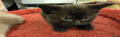Kitten 2