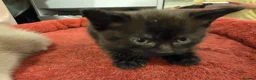 Mixed Breed cats for sale: 3 Lovely kittens for sale  - Advert 5