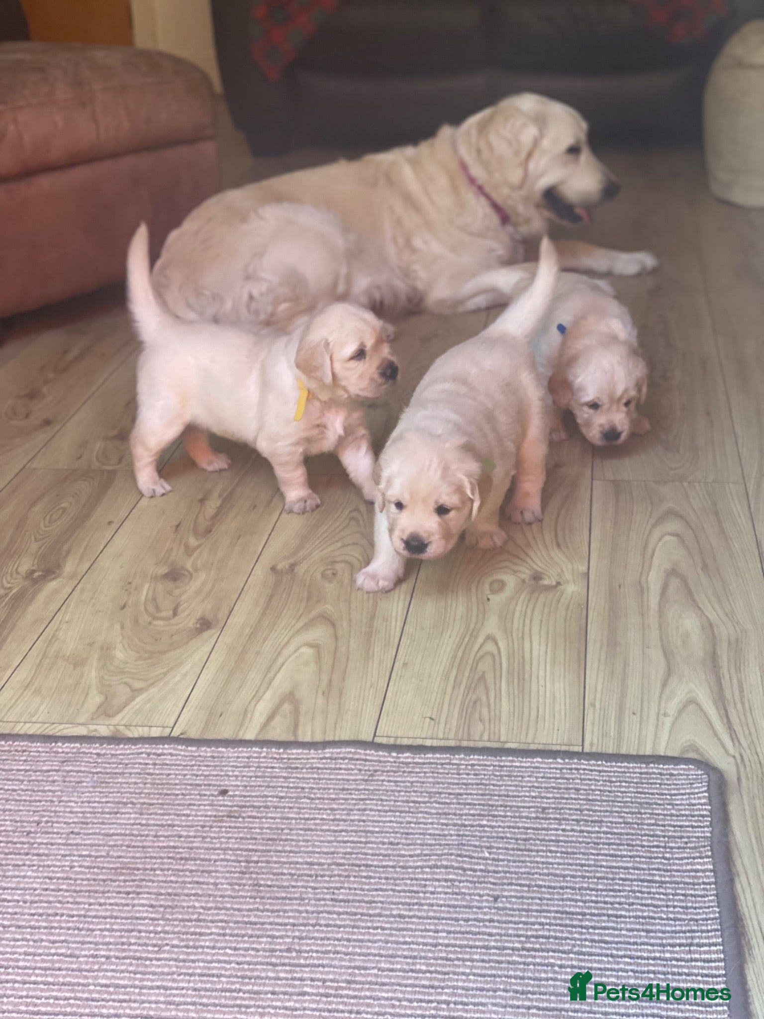 Golden Retriever dogs Puppies - Advert 1
