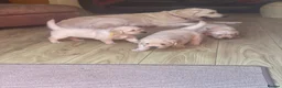 Golden Retriever dogs for sale: Puppies in Crawley - Advert 6