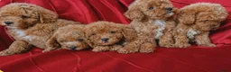 Maltipoo dogs for sale: Beautiful Maltipoo Puppies Ready  - Advert 2