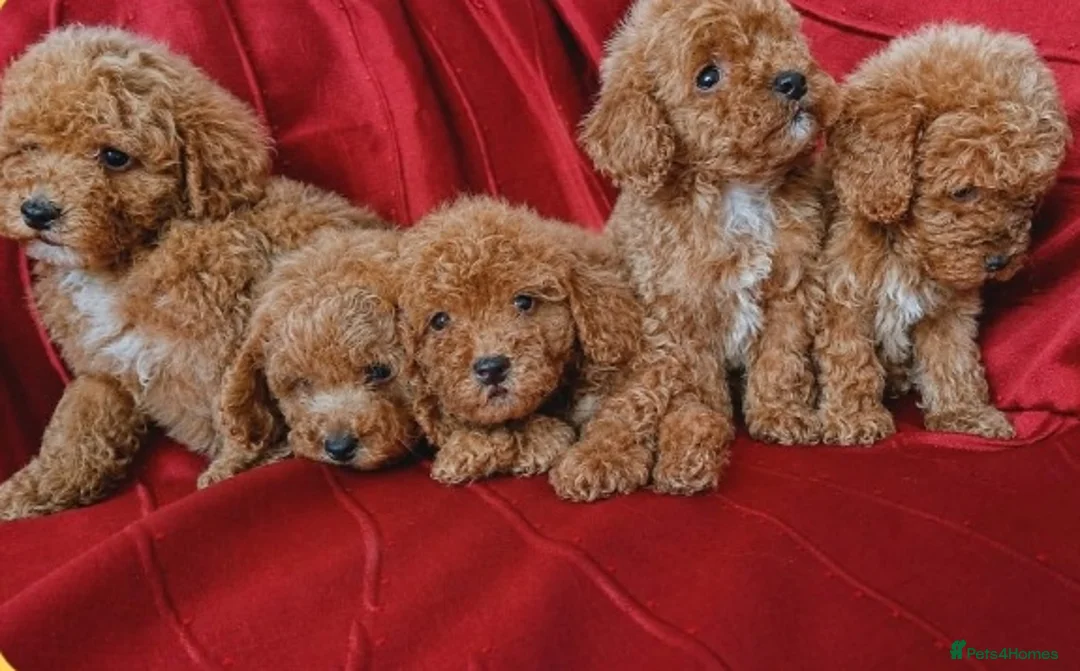 Maltipoo dogs for sale: Beautiful Maltipoo Puppies Ready  - Advert 2