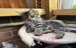 Maine Coon cats for sale: Maine Coon Kittens **READY TO LEAVE** - Image 29