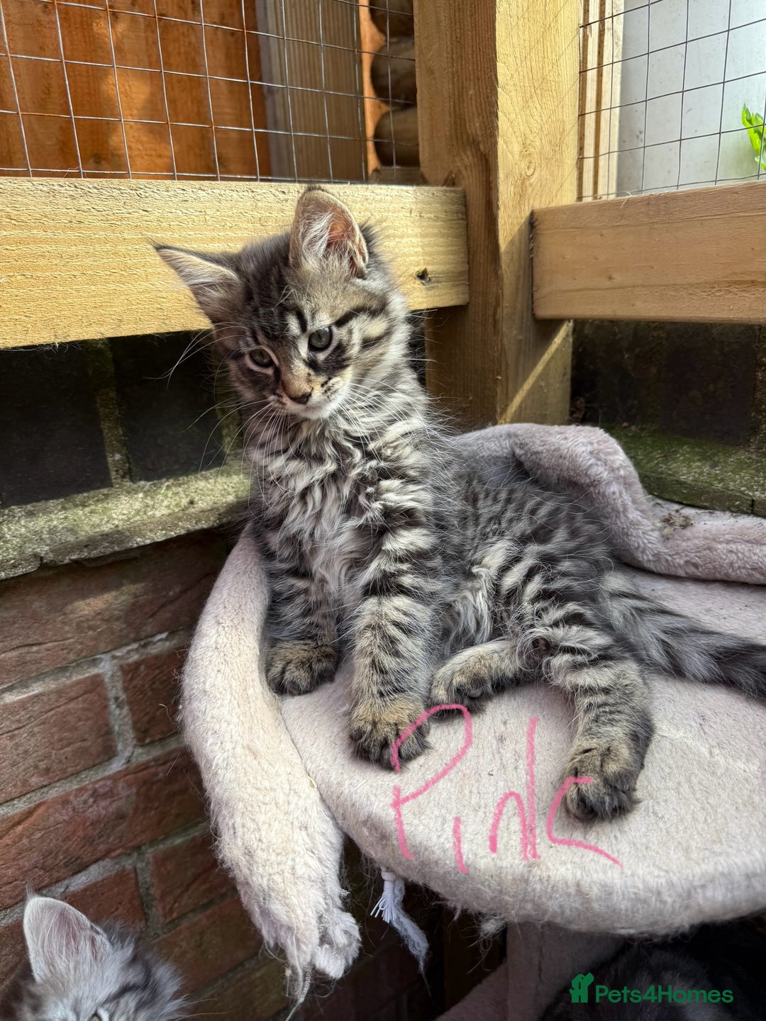 Maine Coon cats for sale: Maine Coon Kittens **READY TO LEAVE** - Image 29