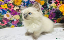 Ragdoll cats for sale: Beautiful Ragdoll Kittens  - Image 27
