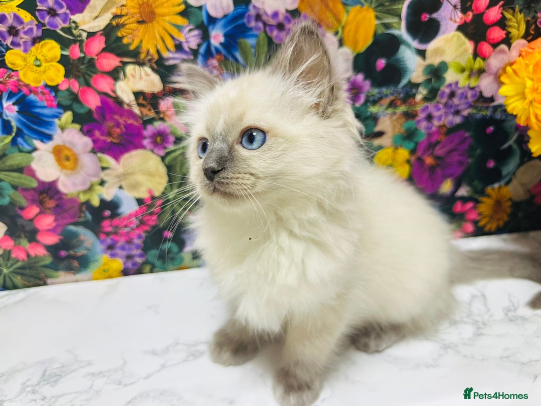 Ragdoll cats for sale: Beautiful Ragdoll Kittens  - Image 27