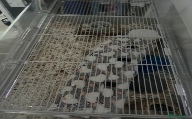 Hamster rodents - Advert 2