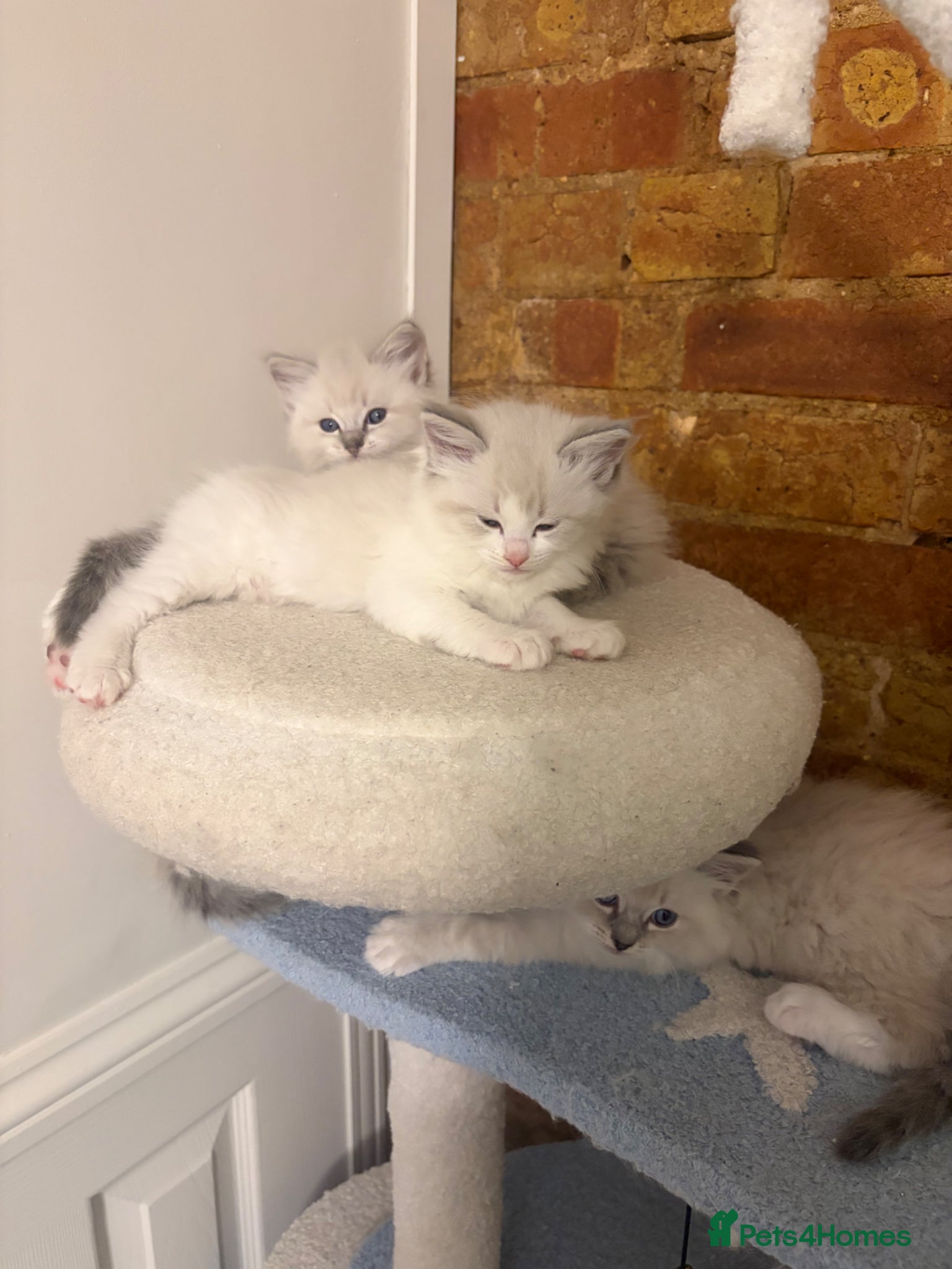 Ragdoll cats 4 Beautiful Ragdoll Kittens   - Advert 6