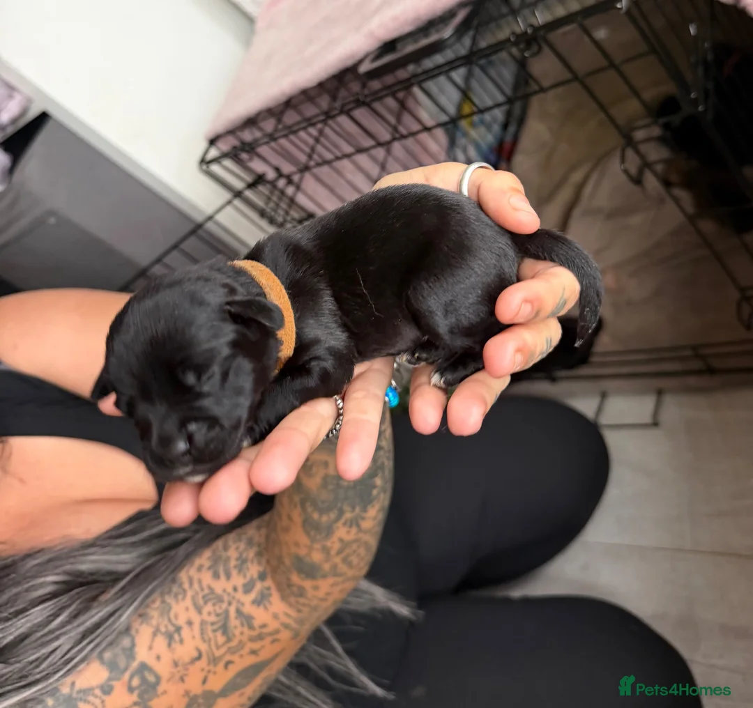 Mixed Breed dogs for sale: Beautiful french bulldog x cocker spaniel pups. in Leicester - Advert 2
