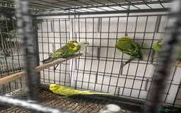 Budgerigars birds for sale: Colourful budgies - Image 9