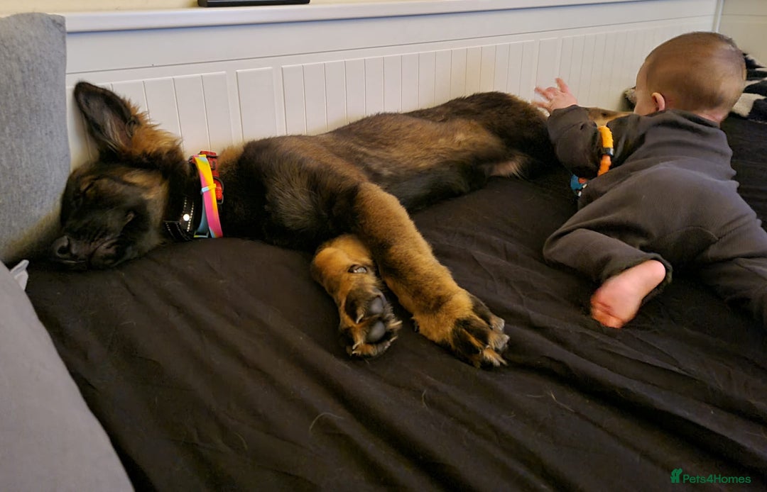 German Shepherd dogs for sale: Playful Socialised Girl - Image 6