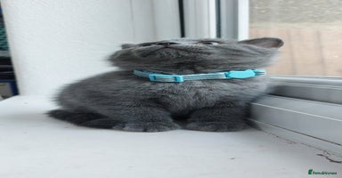 Brazilian Shorthair cats - Advert 9