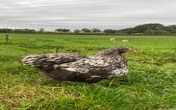 Chickens poultry for sale: Silver Laced Orpington Pair  - Image 5