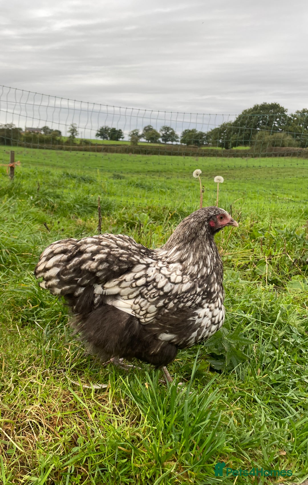 Chickens poultry for sale: Silver Laced Orpington Pair  - Image 5